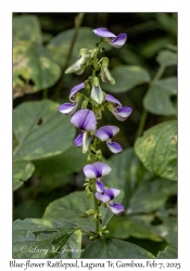 Blue-flower Rattlepod
