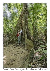 Natalia & Panama Ficus Tree