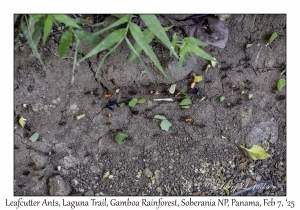 Leafcutter Ants