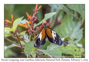 Hecale Longwing