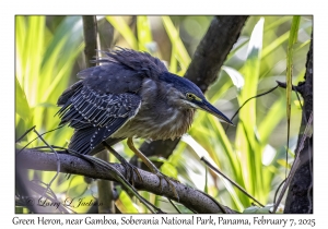 Green Heron