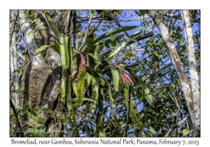 Bromeliad