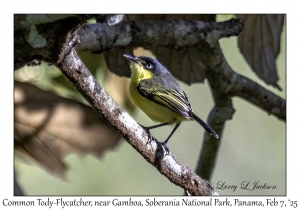 Common Tody-Flycatcher