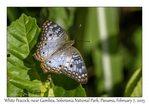 White Peacock