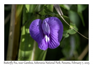 Butterfly Pea
