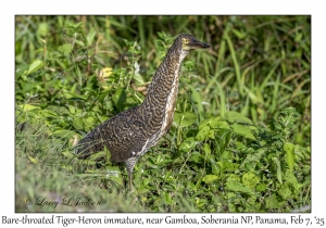 Bare-throated Tiger-Heron immature