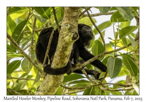 Mantled Howler Monkey