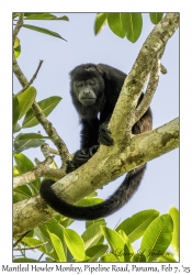 Mantled Howler Monkey