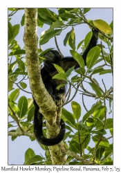 Mantled Howler Monkey