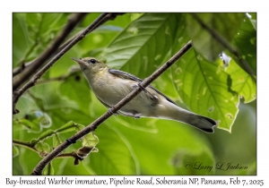 Bay-breasted Warbler immature