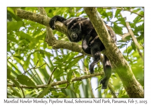 Mantled Howler Monkey