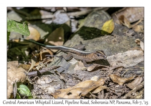 Central American Whiptail Lizard