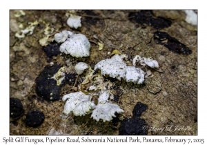 Split Gill Fungus
