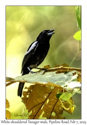 White-shouldered Tanager male