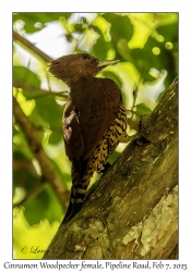 Cinnamon Woodpecker female