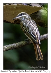 Streaked Flycatcher