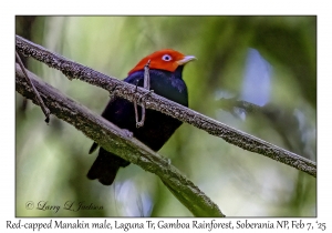 Red-capped Manakin male