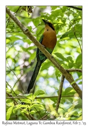 Rufous Motmot