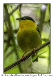 Golden-collared Manakin male