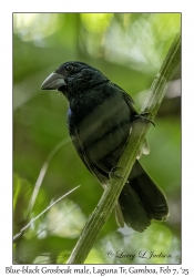 Blue-black Grosbeak male