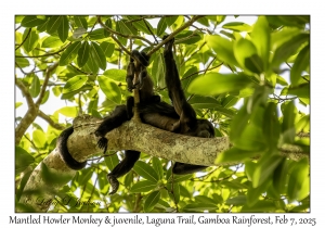Mantled Howler Monkey