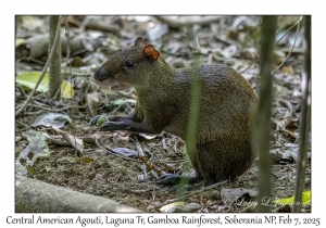 Central American Agouti