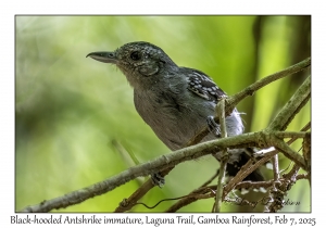 Black-hooded Antshrike immature