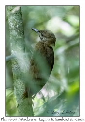 Plain-brown Woodcreeper