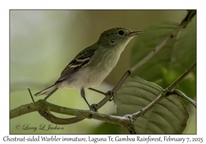 Chestnut-sided Warbler immature