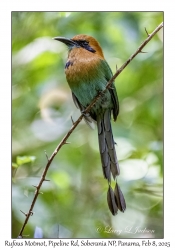 Rufous Motmot
