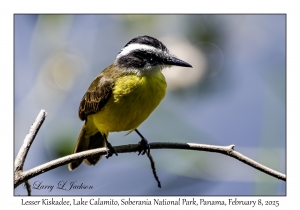 Lesser Kiskadee