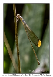 Lemon-tipped Helicopter