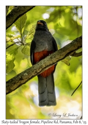 Slaty-tailed Trogon female