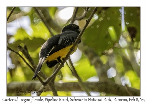 Gartered Trogon female