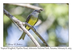 Tropical Kingbird