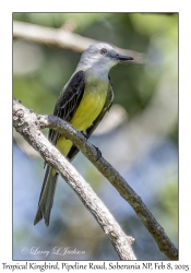 Tropical Kingbird