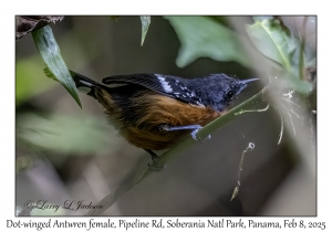 Dot-winged Antwren female