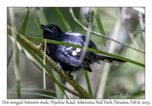 Dot-winged Antwren male