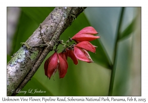 Unknown Vine Flower