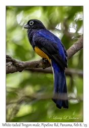 White-tailed Trogon male
