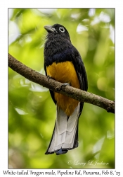 White-tailed Trogon male