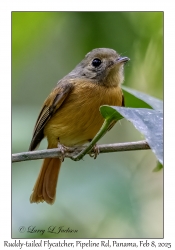 Ruddy-tailed Flycatcher