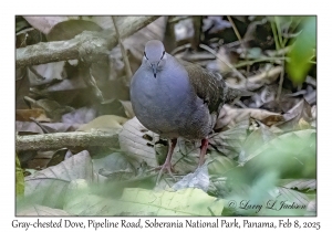 Gray-chested Dove