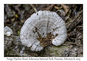 Fungi