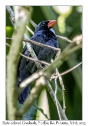 Slate-colored Grosbeak
