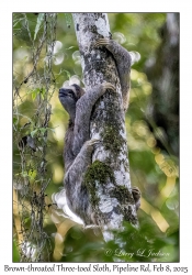 Brown-throated Three-toed Sloth