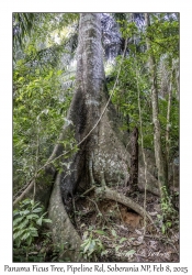Panama Ficus Tree