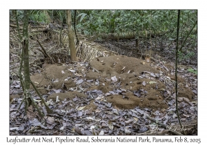 Leafcutter Ant Nest