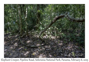Elephant Creeper