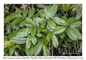 Leaves